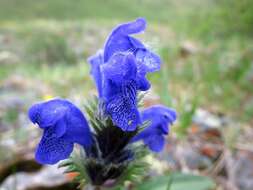 Dracocephalum grandiflorum L. resmi