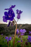 Image of wild canterbury bells