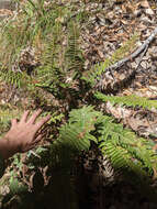 Plancia ëd Polystichum californicum (D. C. Eat.) Diels