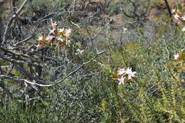 Image of Acanthogilia gloriosa (Brandegee) A. G. Day & R. Moran