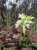 Image of Roman Dactylorhiza