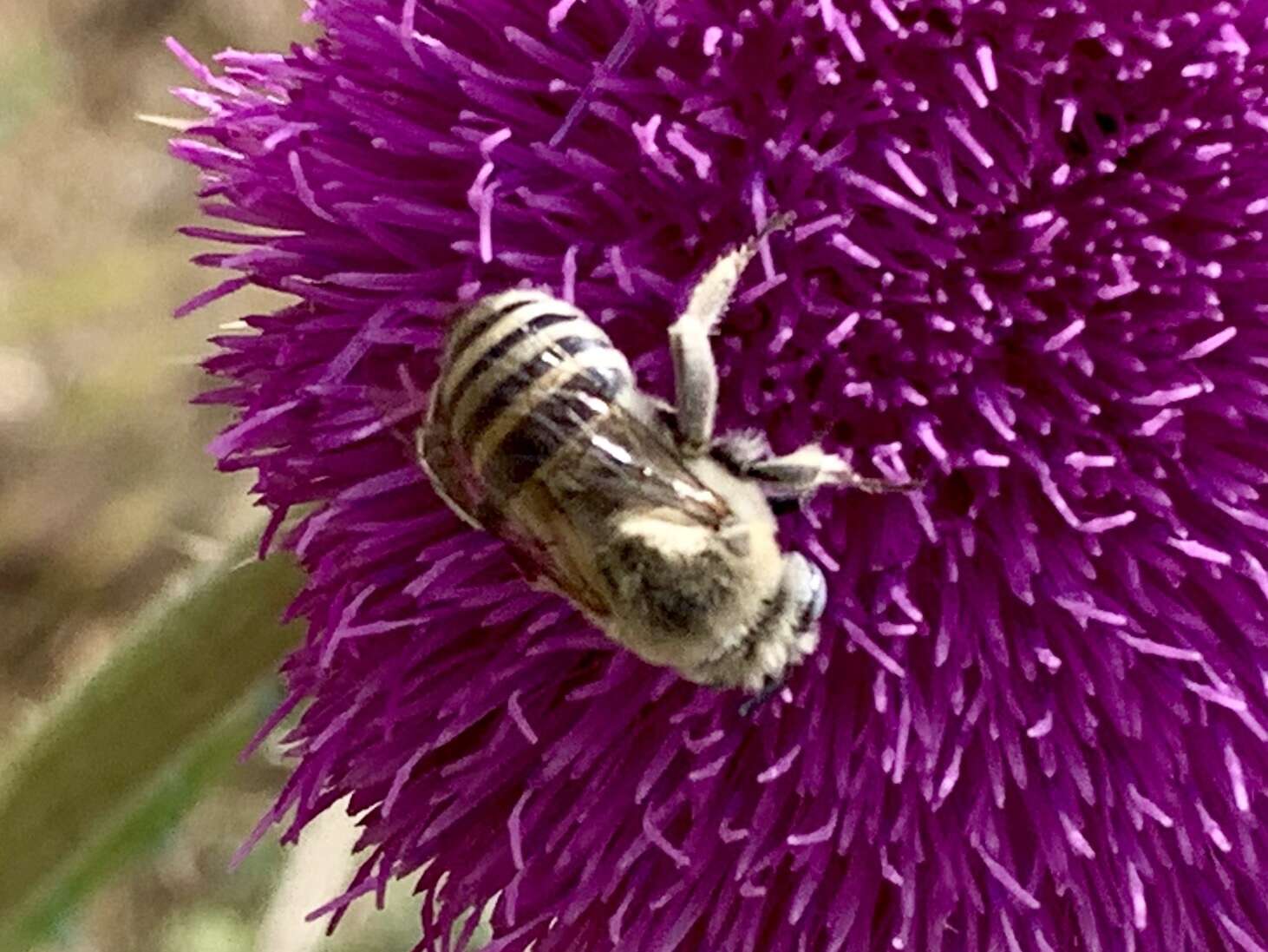 Sivun Anthophora montana Cresson 1869 kuva