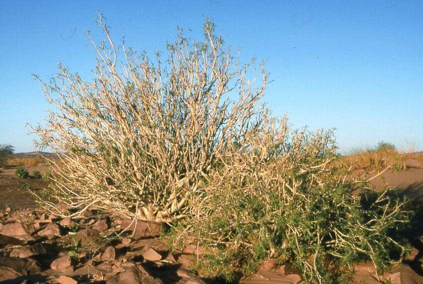 Image of Euphorbia balsamifera subsp. balsamifera