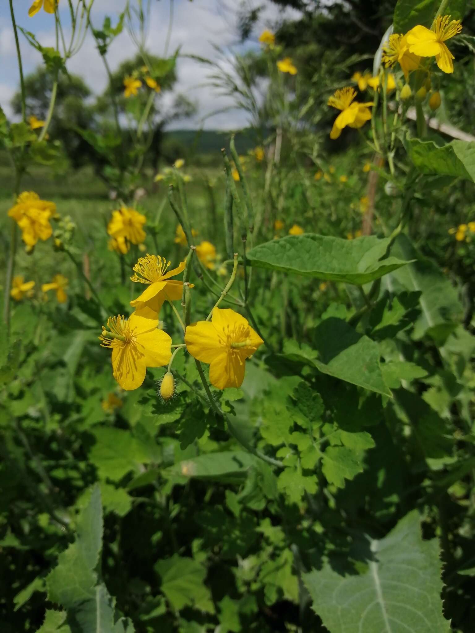 Sivun Chelidonium asiaticum (Hara) A. Krahulcová kuva