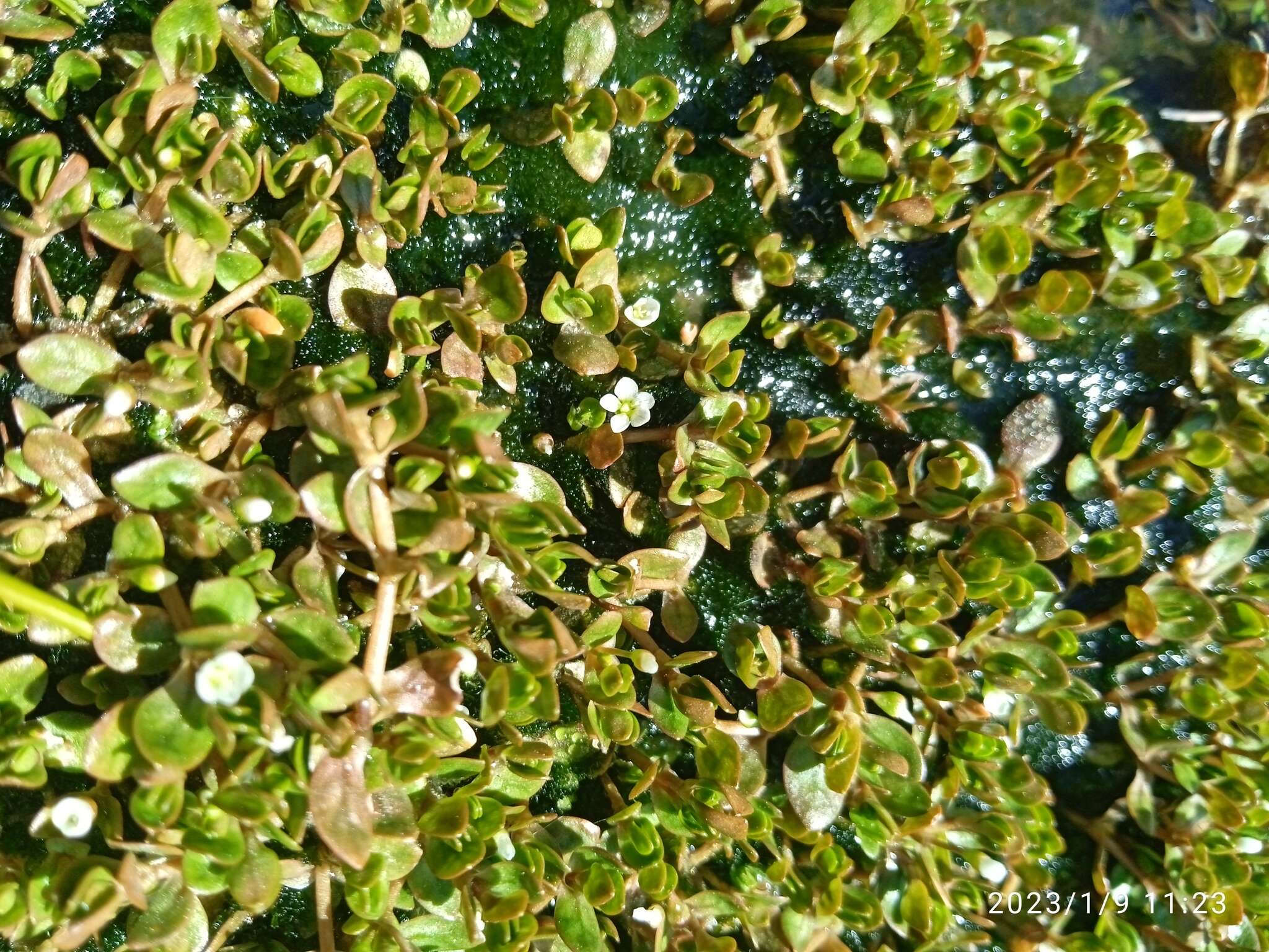 Image of Montia fontana subsp. fontana