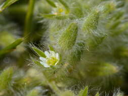 Image of Cerastium comatum Desv.