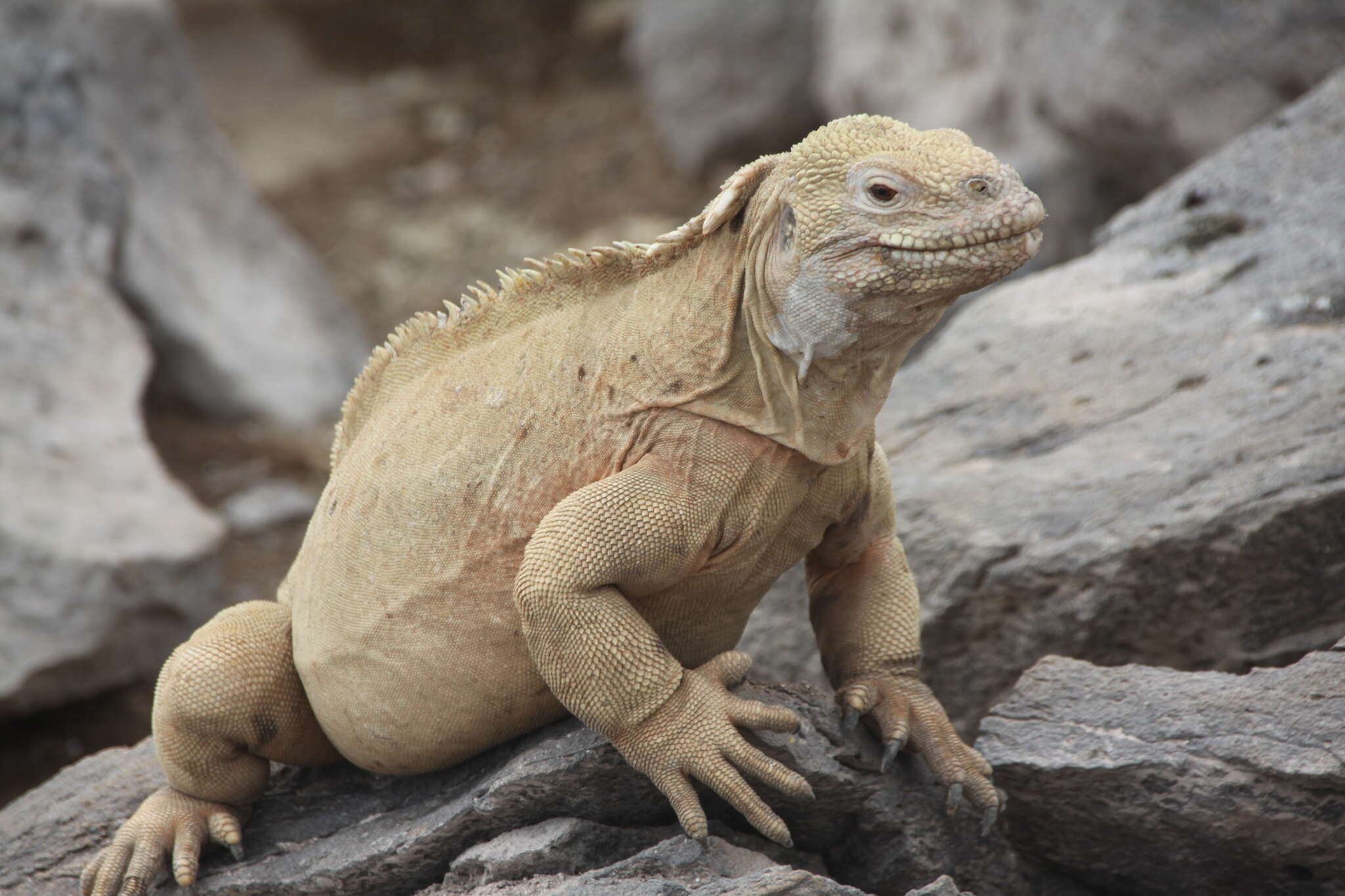 Image of Santa Fe Land Iguana