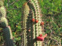 Plancia ëd Cleistocactus parviflorus (K. Schum.) Rol.-Goss.