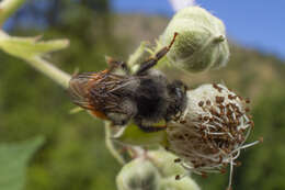 Image of Bombus vancouverensis vancouverensis Cresson 1879