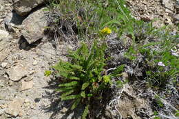 Image de Ivesia gordonii (Hook.) Torr. & Gray