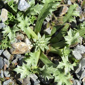 Imagem de Eryngium vesiculosum Labill.