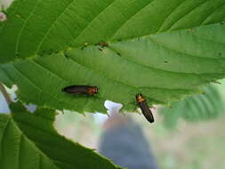 Imagem de Agrilus ruficollis (Fabricius 1787)