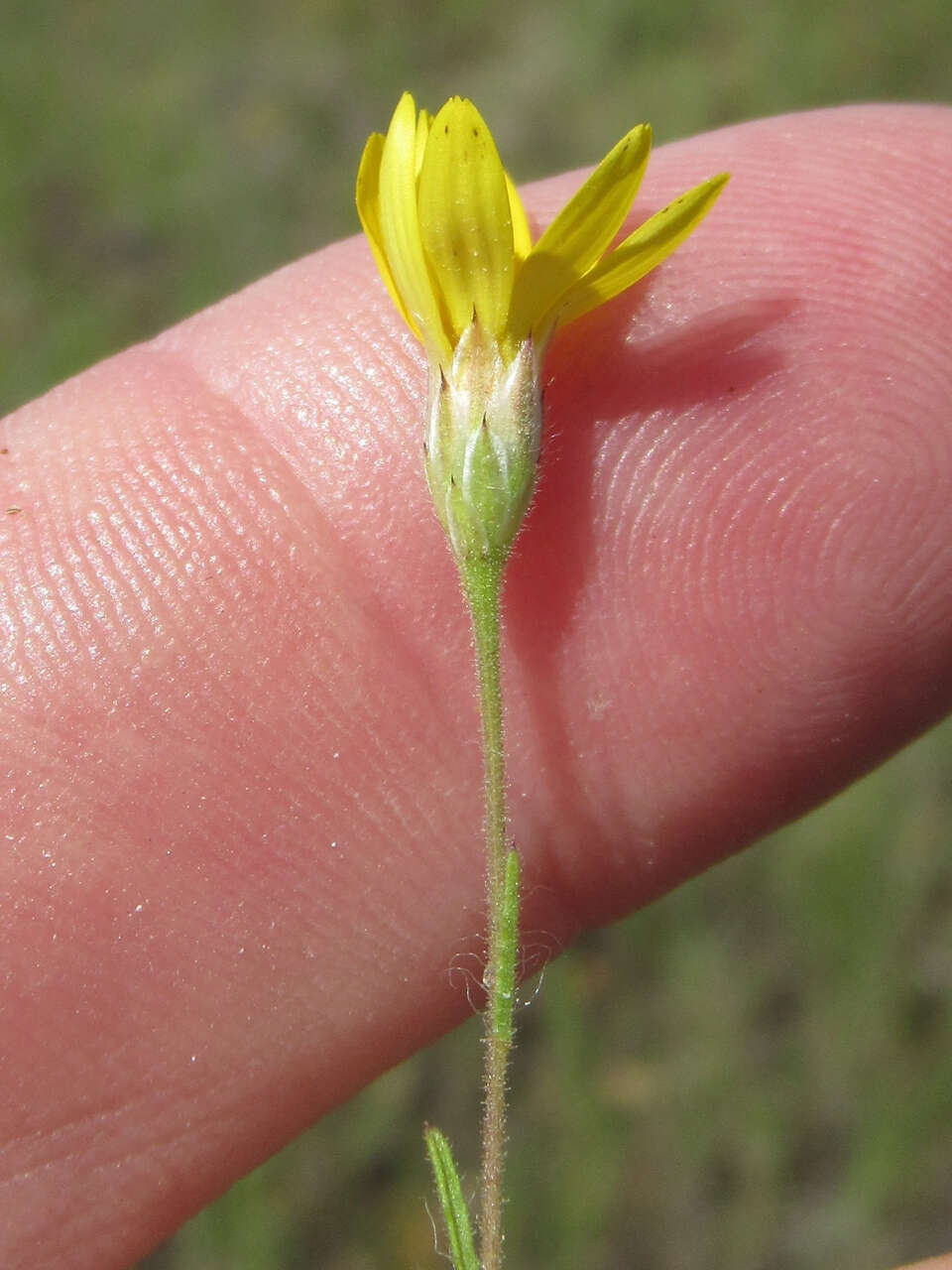 Image of Texas chrysopsis