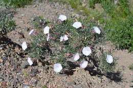 Imagem de Convolvulus tragacanthoides Turcz.