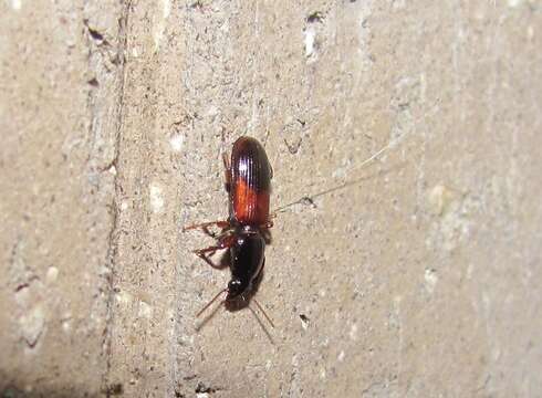 Image of Clivina (Clivina) basalis Chaudoir 1843