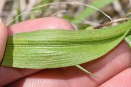 Image of diffuse spiderwort