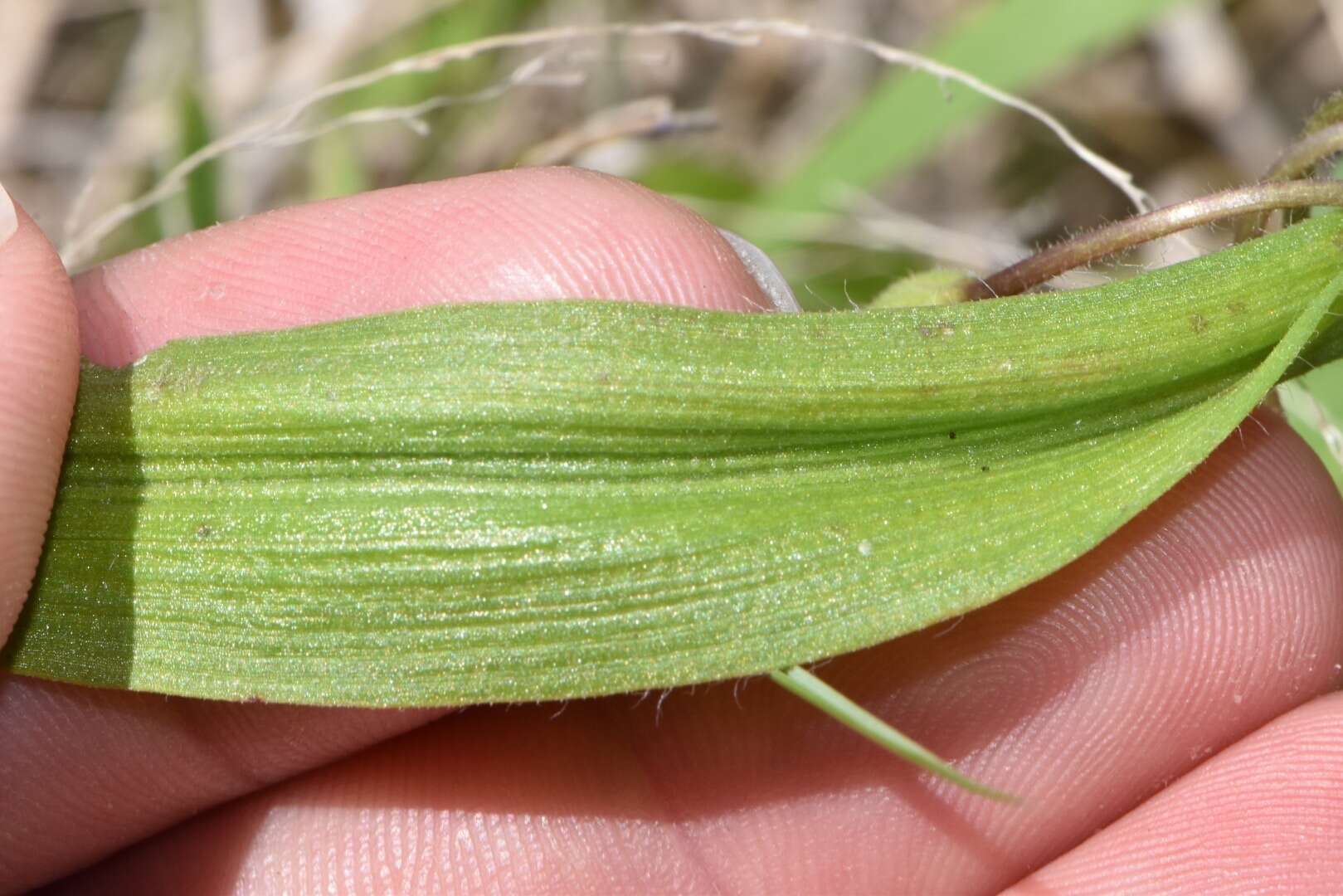 Image of diffuse spiderwort