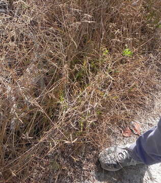 Image of Durban crowfoot grass