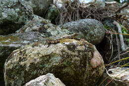 Image of Rose-bellied Lizard