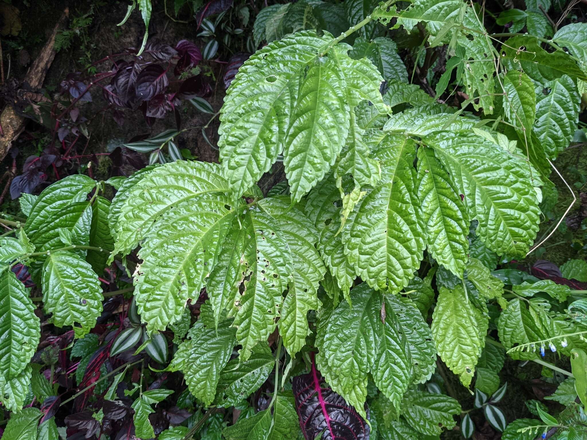 Image of Elatostema oblongifolium Fu