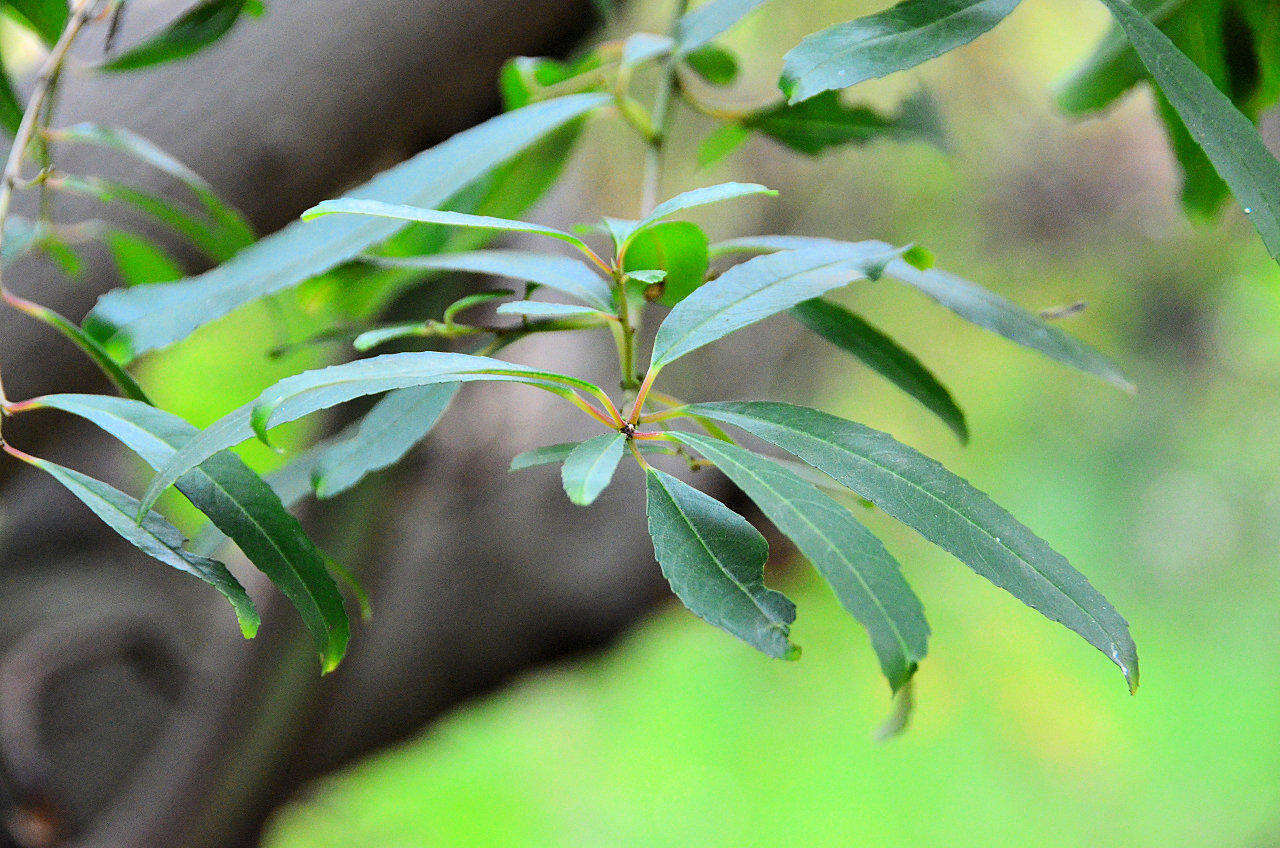 Слика од Noltea africana (L.) Rchb. fil. ex Harv. & Sond.