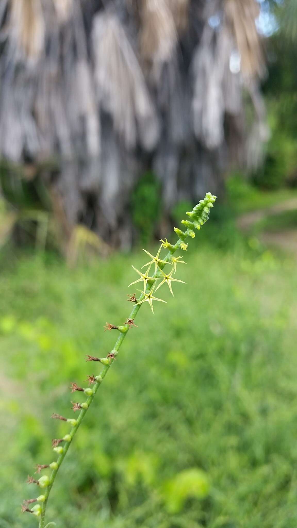 Image of Heliotropium zeylanicum (Burm. fil.) Lam.