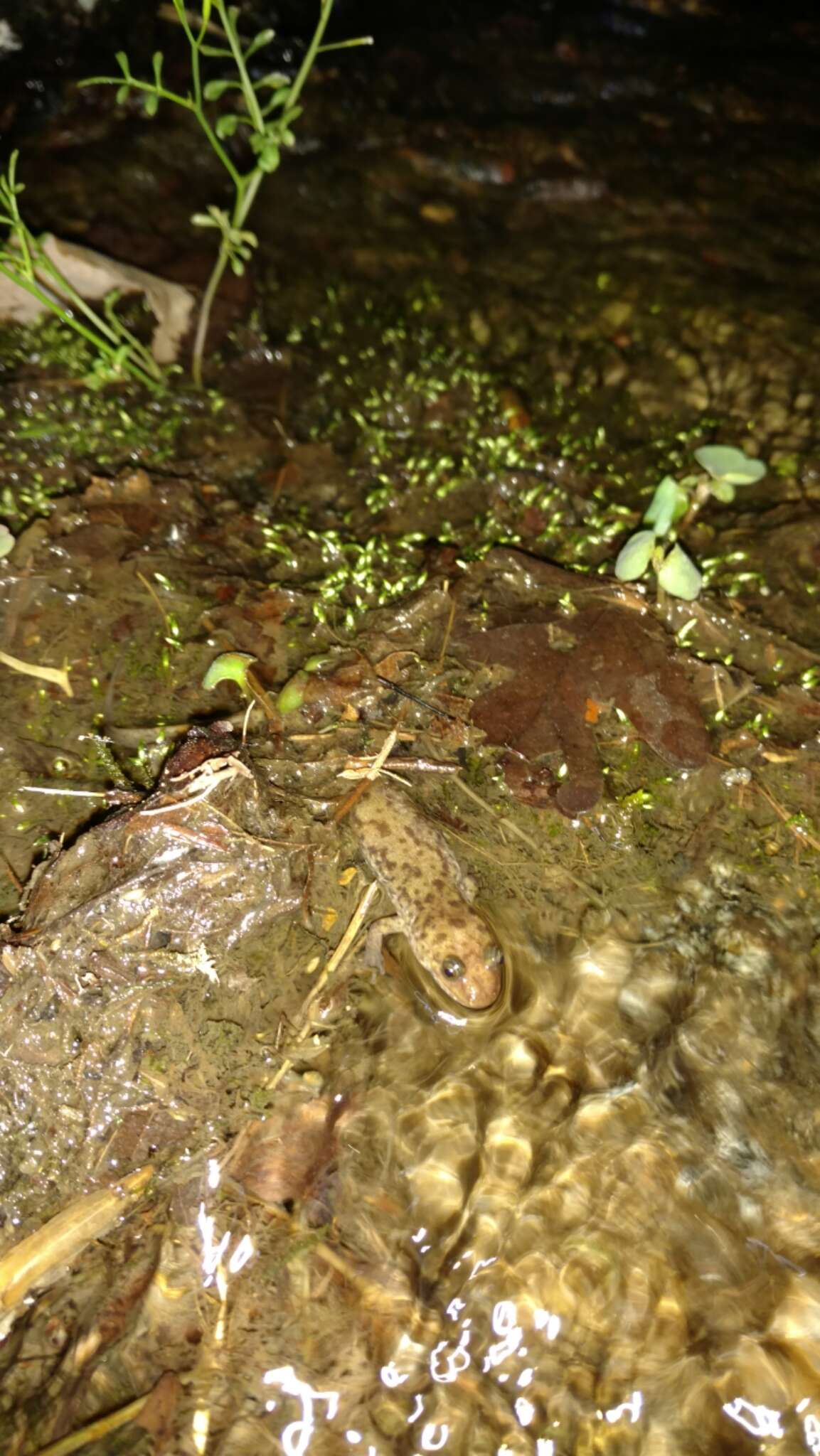 Image of Seal Salamander