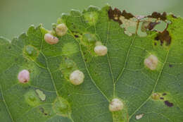 Sivun Eriophyes laevis kuva