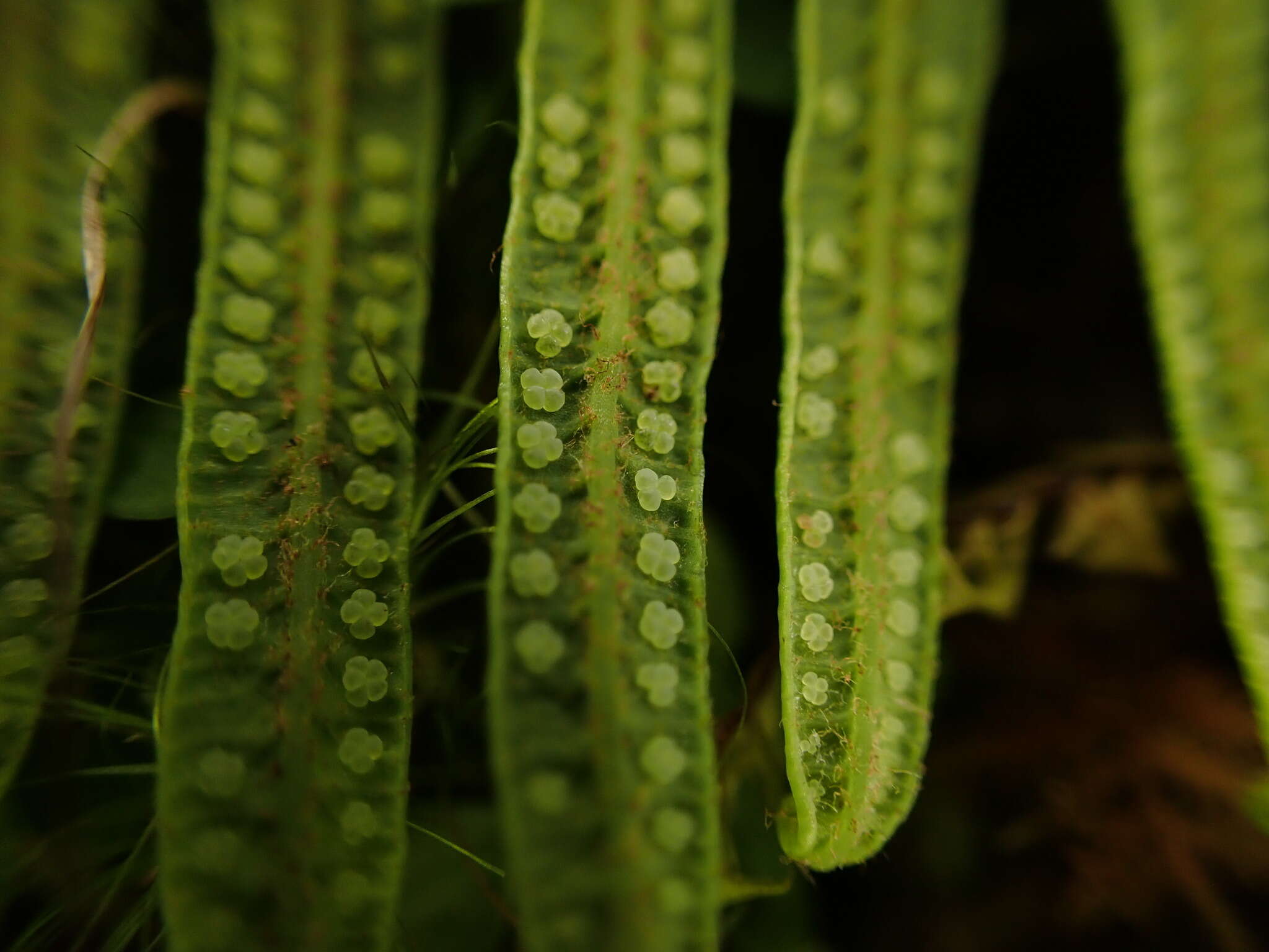 Image of Sticherus owhyhensis (Hook.) Ching