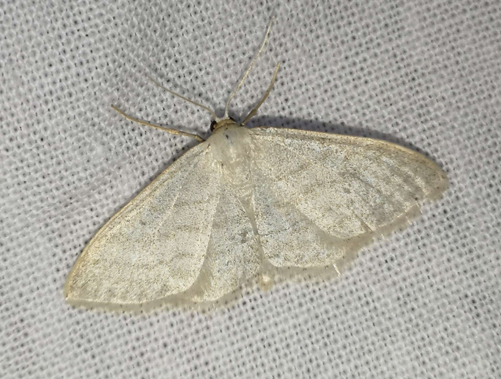 صورة Idaea subsericeata Haworth 1809