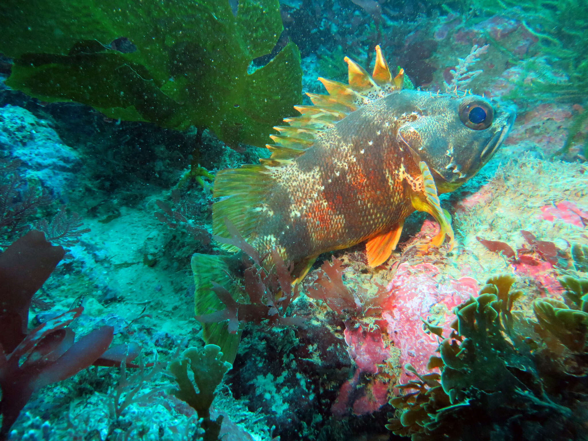 Image of Red gurnard perch