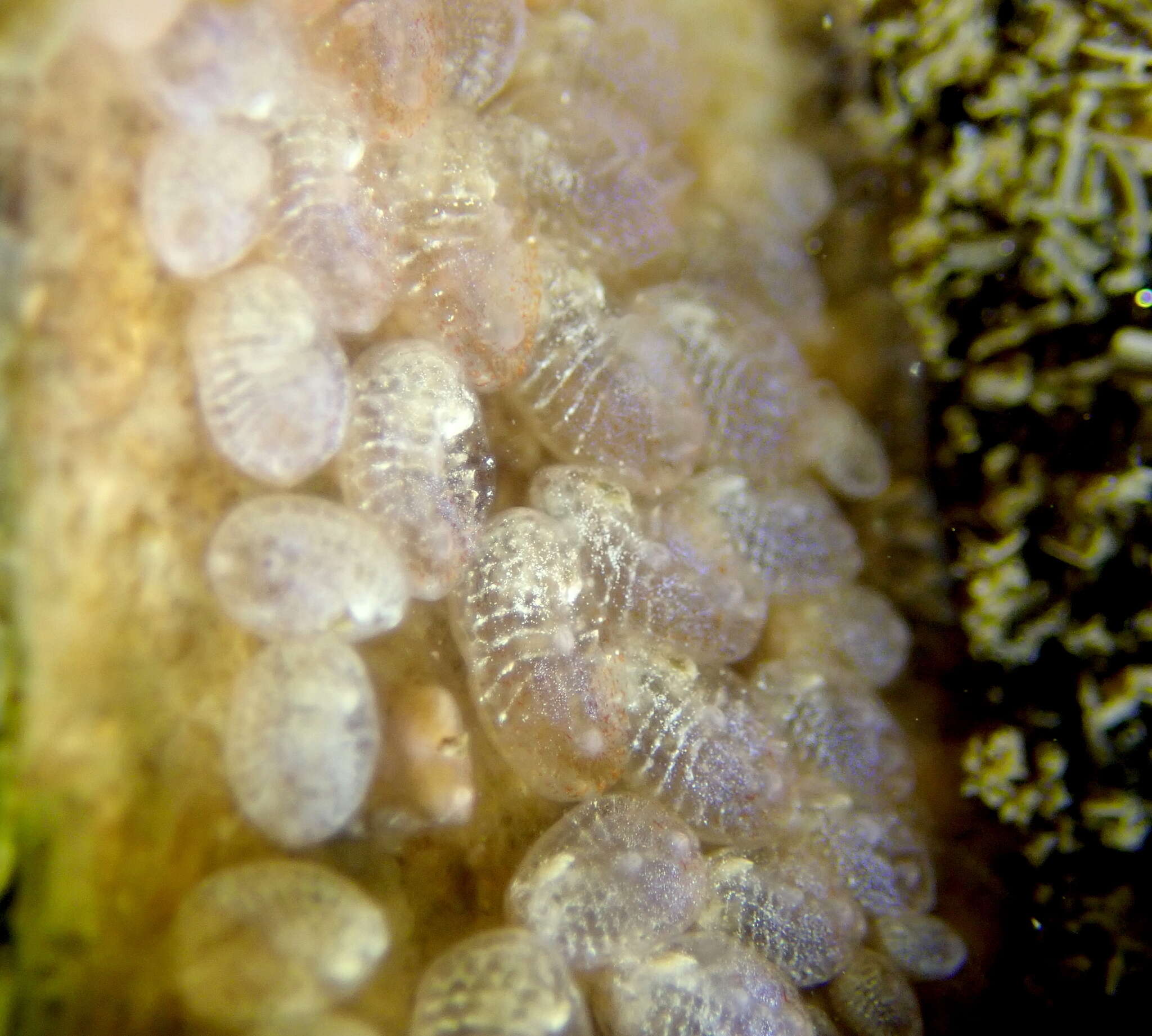 Image of Tunicate