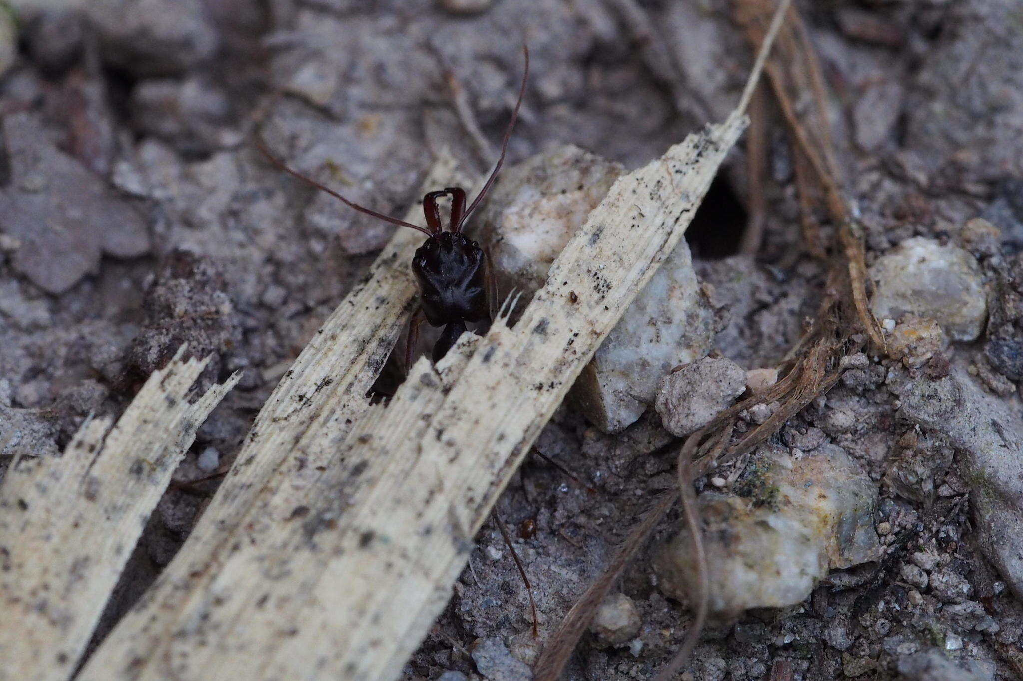 Imagem de Odontomachus monticola Emery 1892