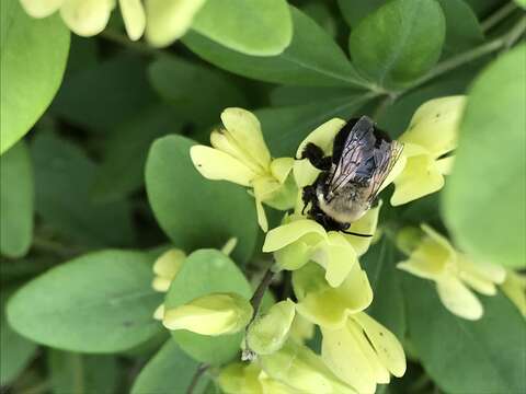 Image of Blueberry Habropoda