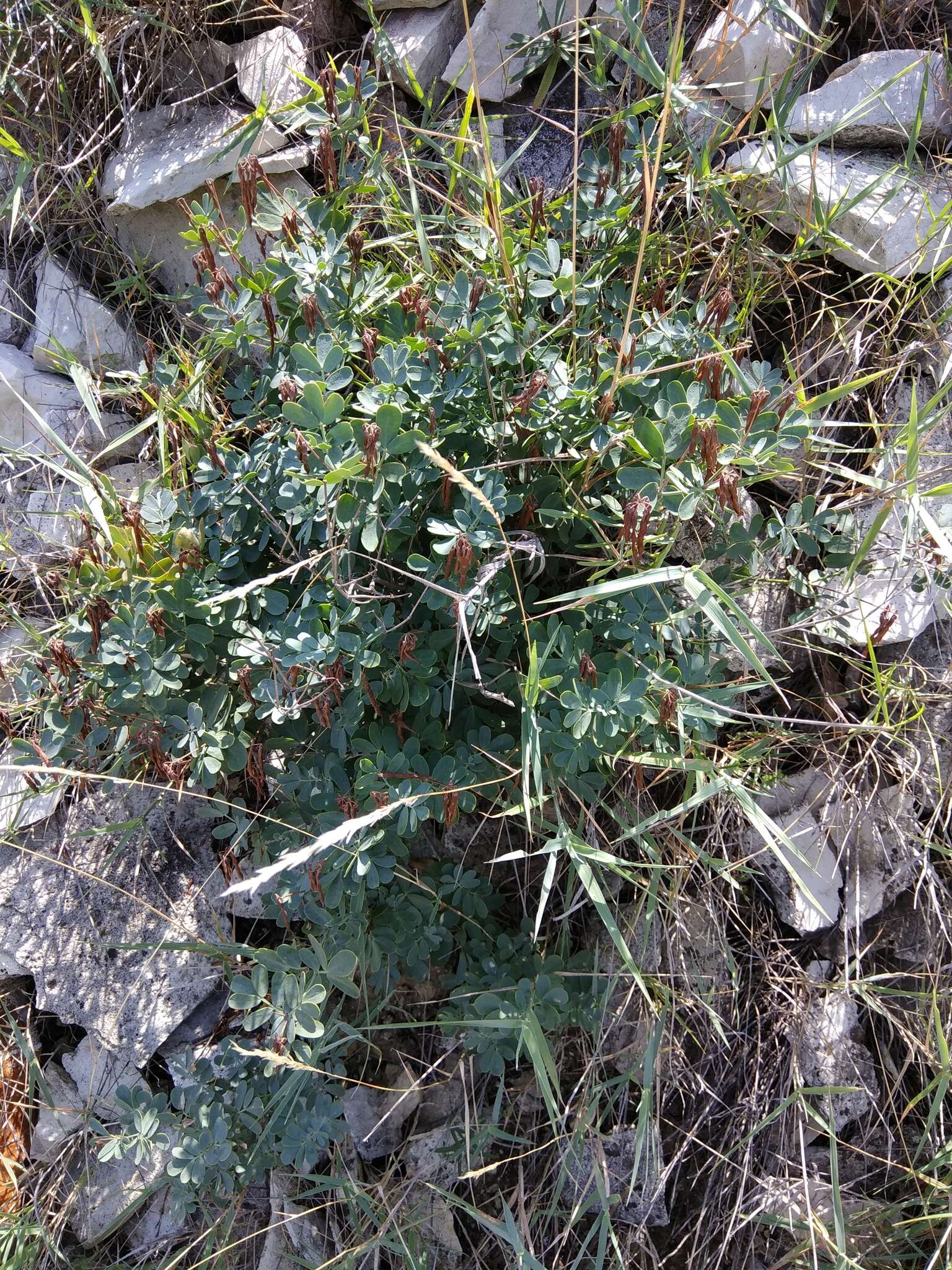 صورة Coronilla coronata L.