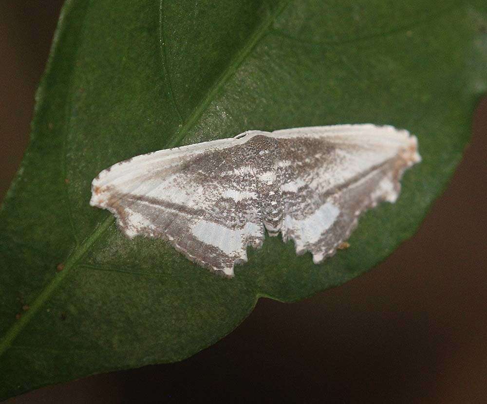 Image of Rhombophylla edentata (Hampson 1895)