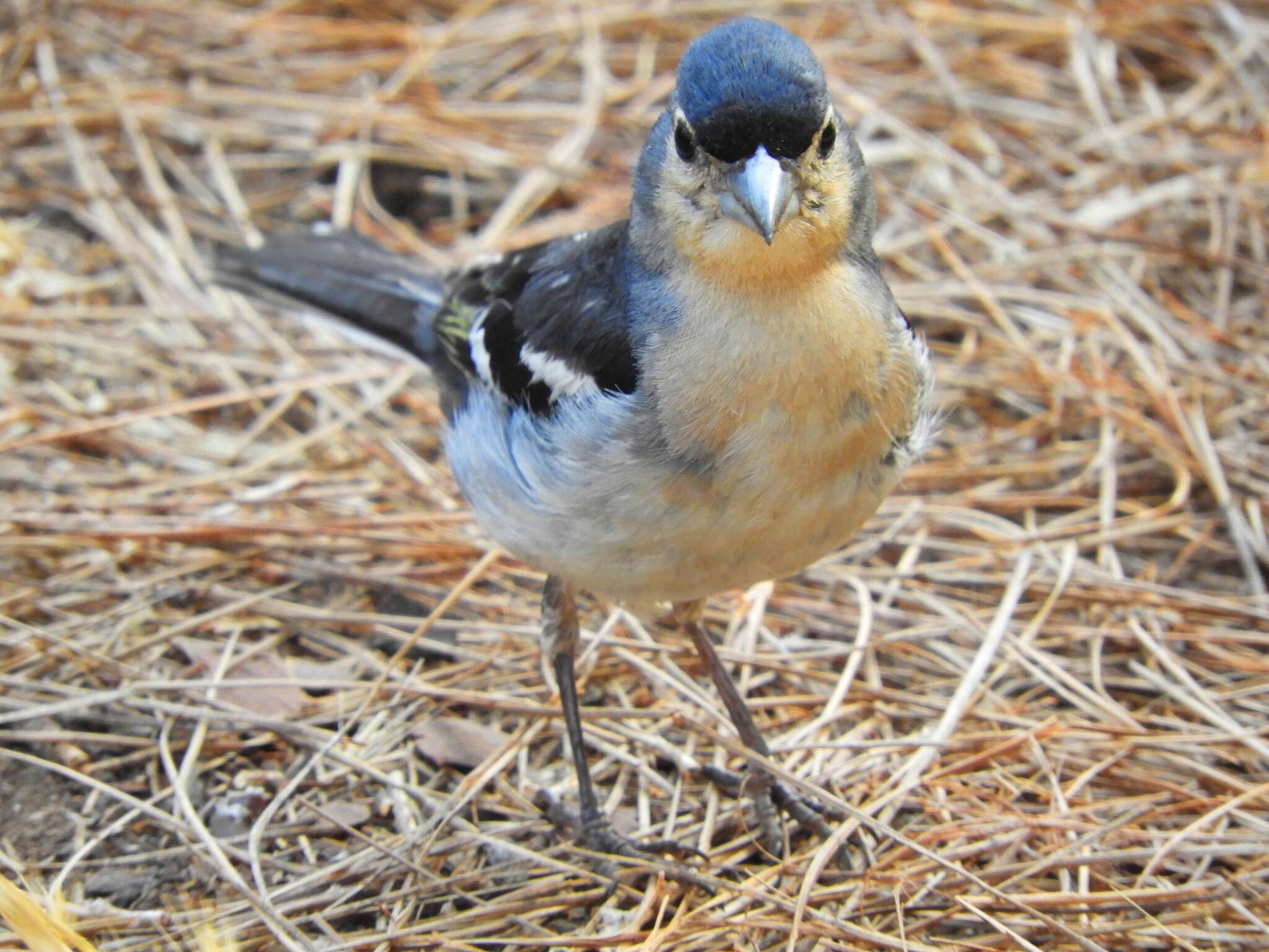 Image of La Palma Chaffinch