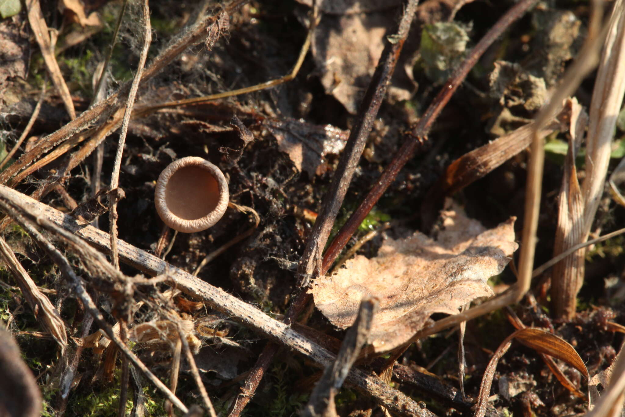 Image de Ciboria amentacea (Balb.) Fuckel 1870