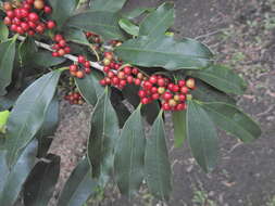 Image of Ilex mitis var. mitis