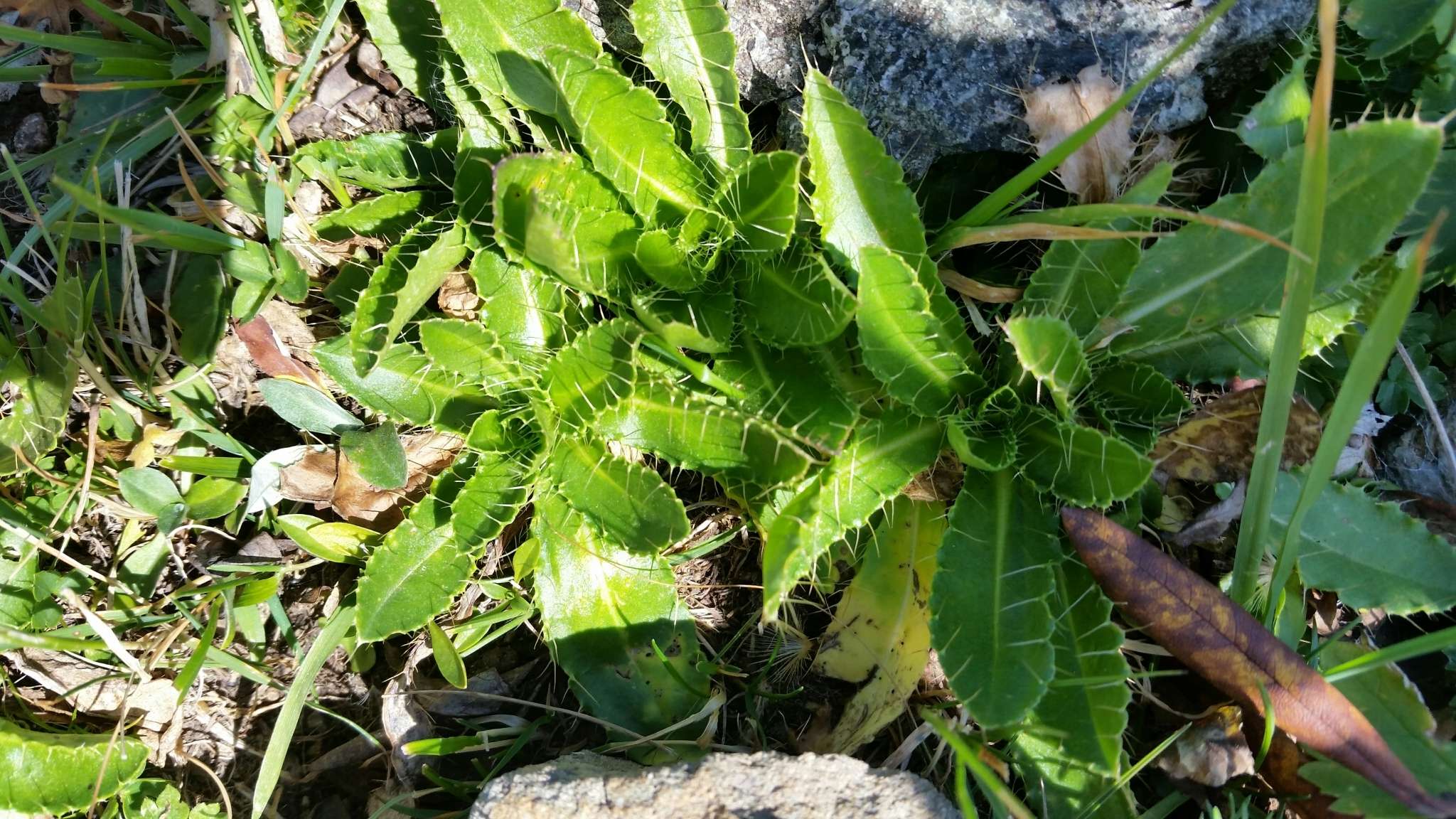 Imagem de Cirsium simplex C. A. Mey.