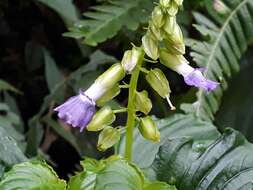 Image of Rhynchoglossum azureum (Schltdl.) B. L. Burtt