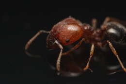 Pheidole crassicornis Emery 1895 resmi