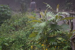 Image of parrotweed