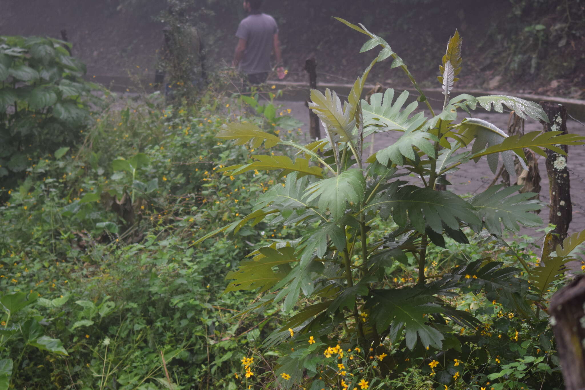 Image of parrotweed