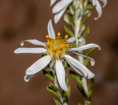 Image of Olearia pimeleoides (DC.) Benth.