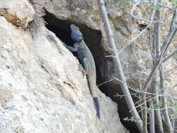 Image of Caucasian Agama