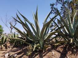 Image of Agave mapisaga Trel.