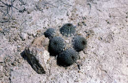 Image of Pygmaeocereus bylesianus Andreae & Backeb.