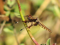 Image of Palpopleura vestita Rambur 1842