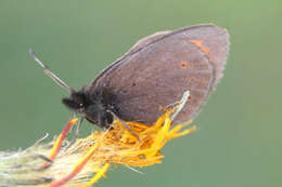 Image of Erebia epiphron valesiana Meyer-Dür 1851